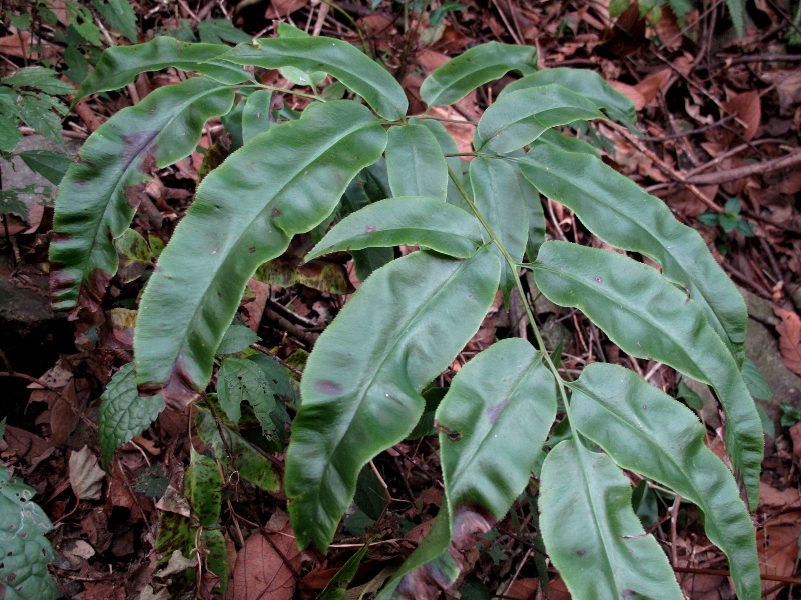 宁波的五龙潭,宁波五龙潭森林公园