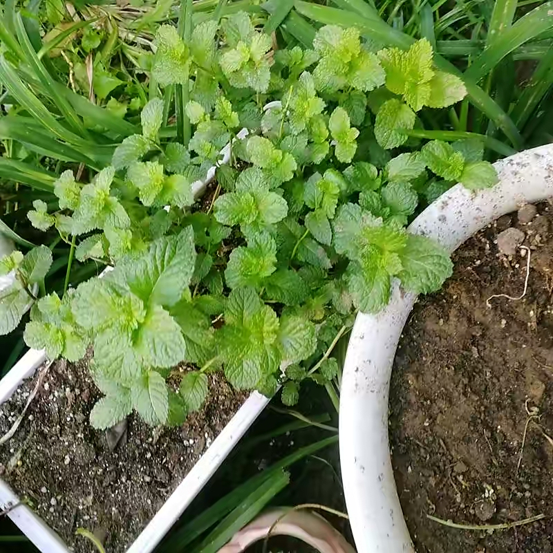 养薄荷的方法技巧适用什么肥,养薄荷叶的方法