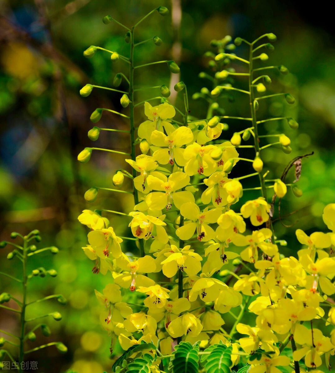 一花一叶最深情，万千*光春**花满园，花开惊艳时光，花香温柔岁月