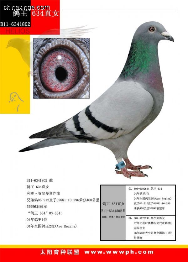 善良比利时莫里斯,比利时速度狂魔