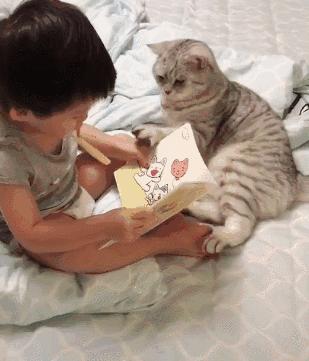 真的不能随便养猫吗,为什么说有些人千万不能养猫