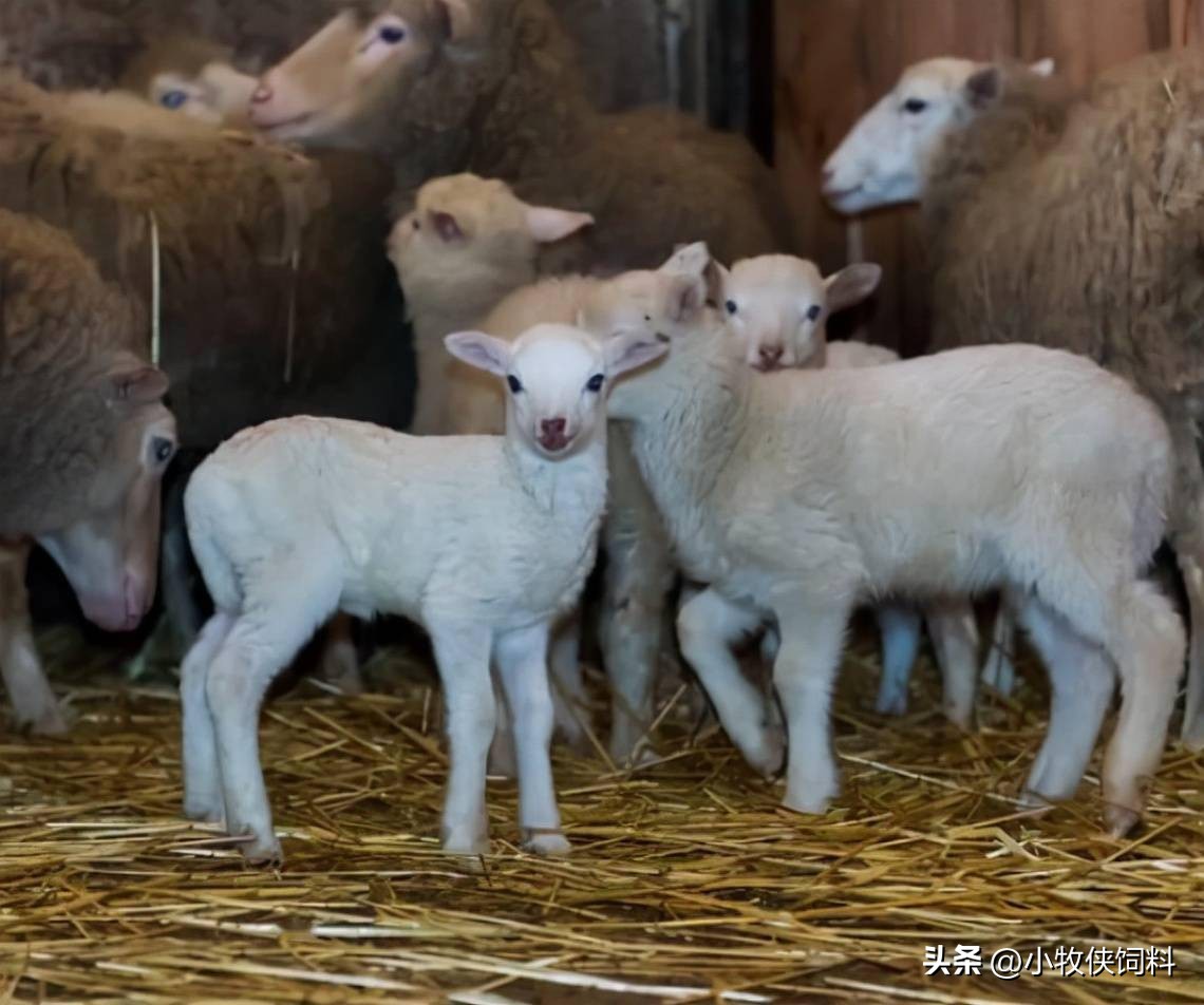 羊春天嘴巴溃烂怎么治疗,羊嘴巴溃烂怎么治疗视频