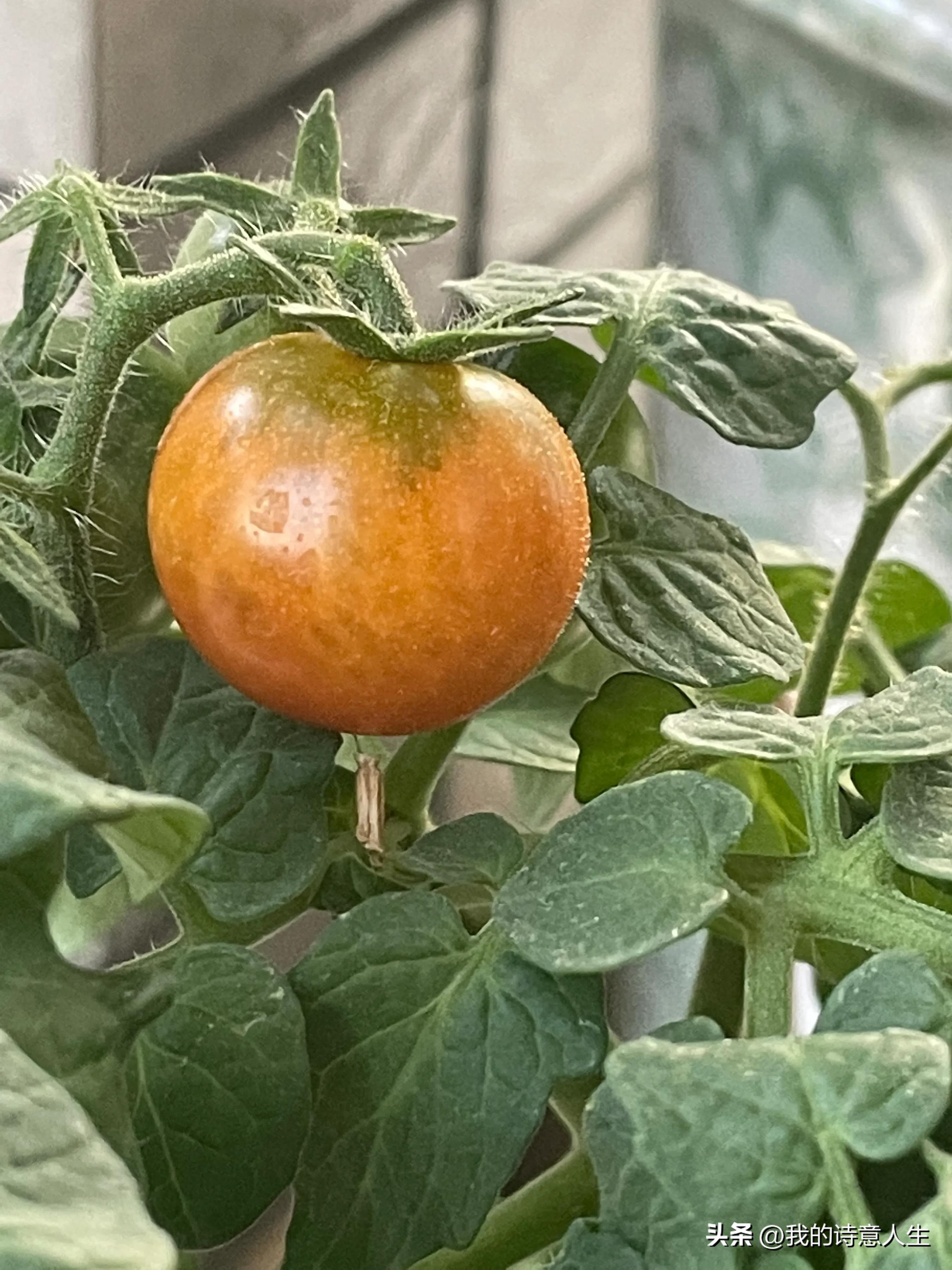 赞美我的小菜园,夸夸我的特色菜步骤