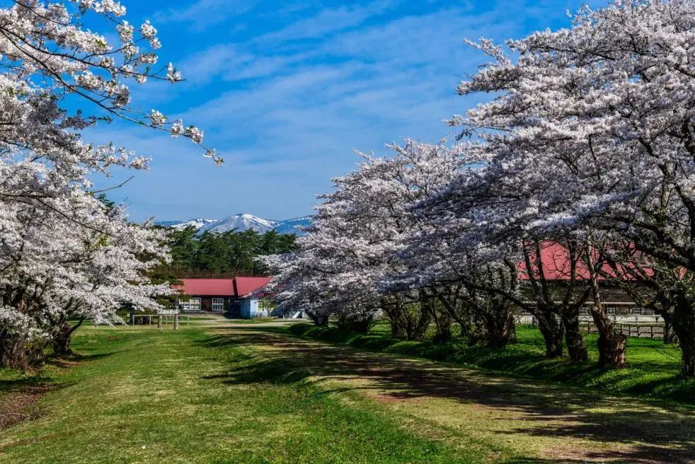 2023日本樱花什么时候开花,2023年日本樱花开放预测