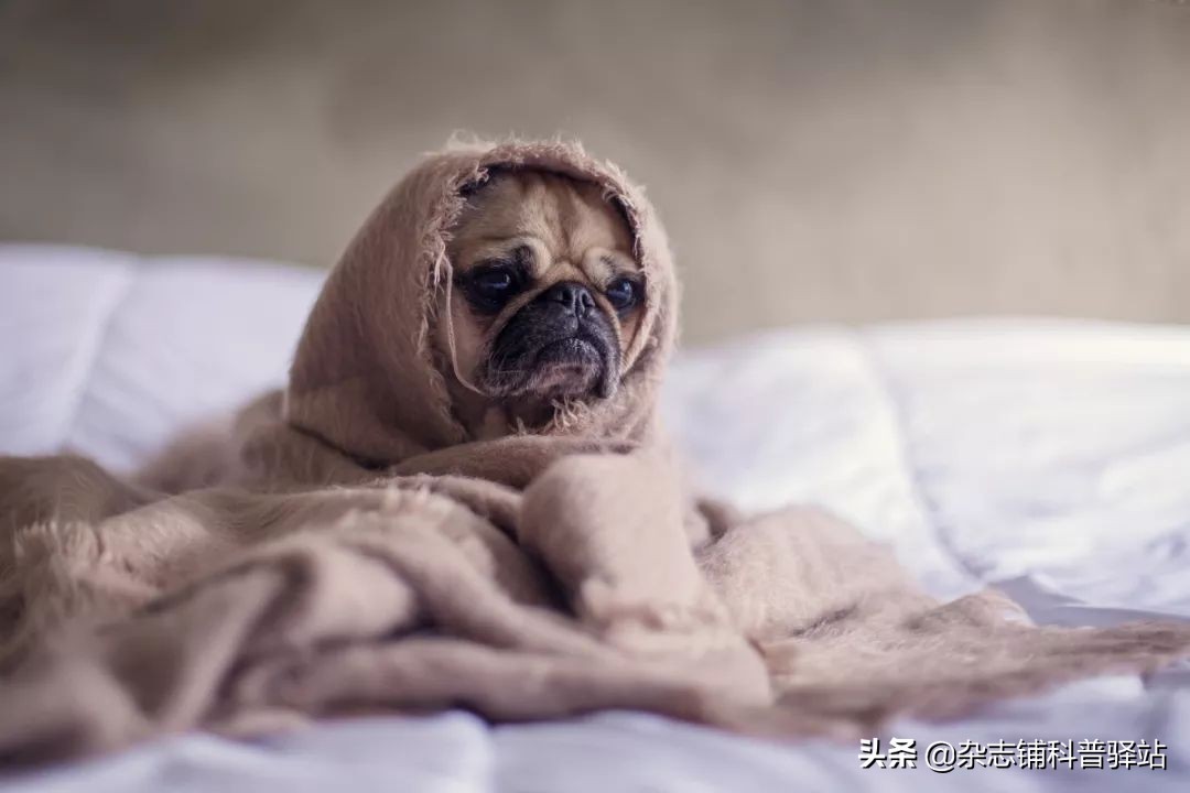 孩子最爱的科普杂志top10,国外的儿童科普杂志