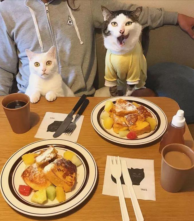 当猫咪过上人一样的生活,当猫和人一样生活