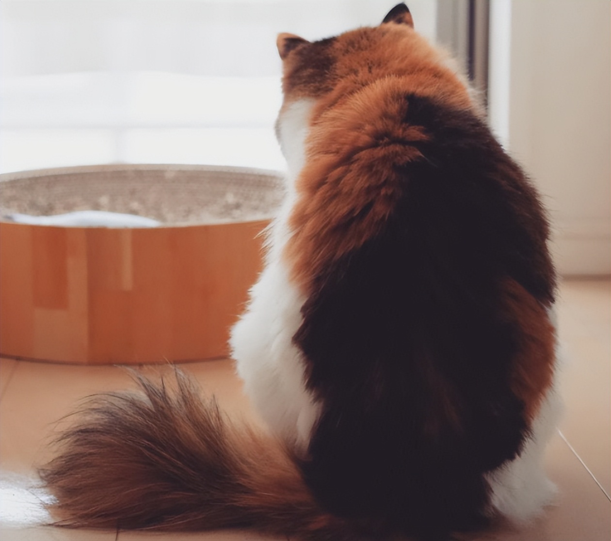 猫主子心思太难猜,猫咪的尾巴到底有多敏感