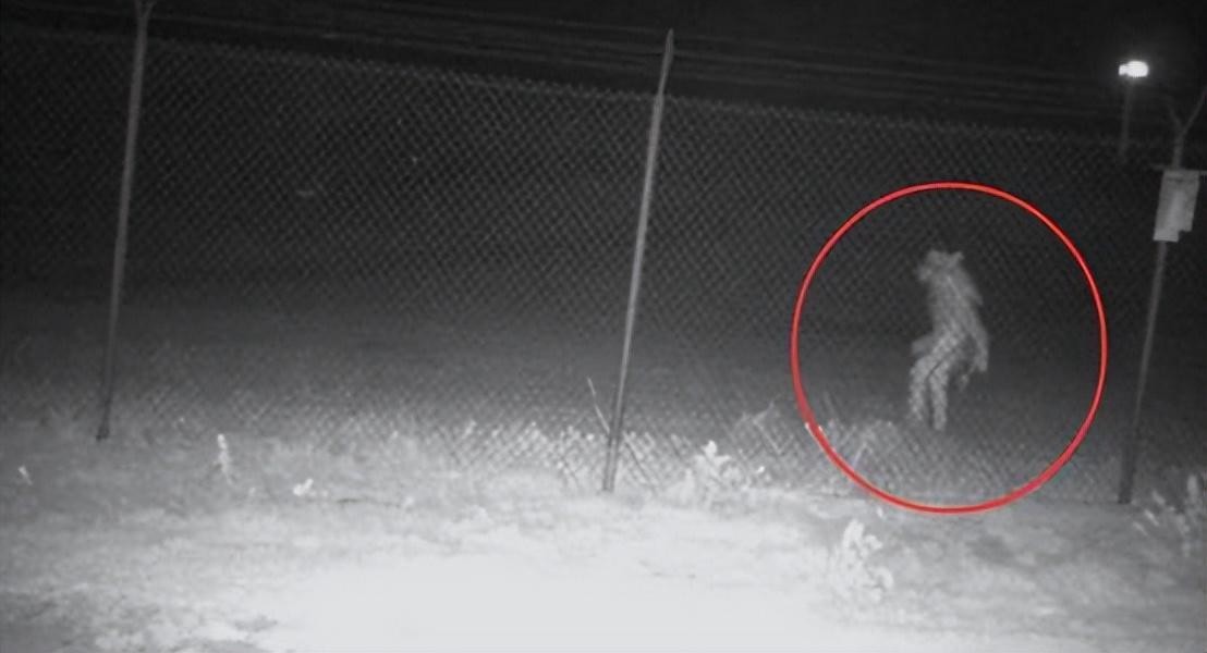 美国动物园偶遇狼人,美国哪个动物园有狼人