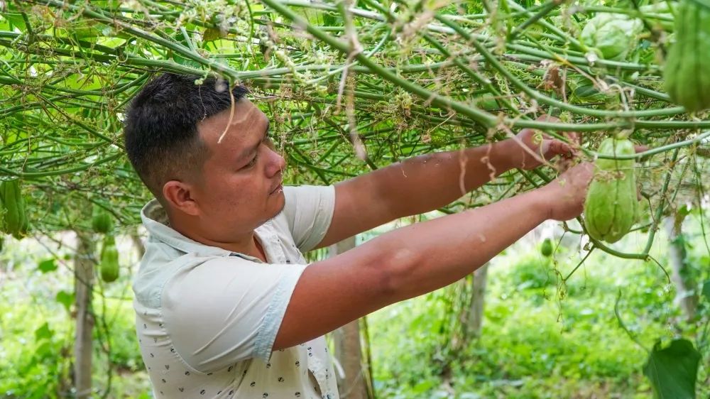 高产的佛手瓜,佛手瓜致富瓜图片