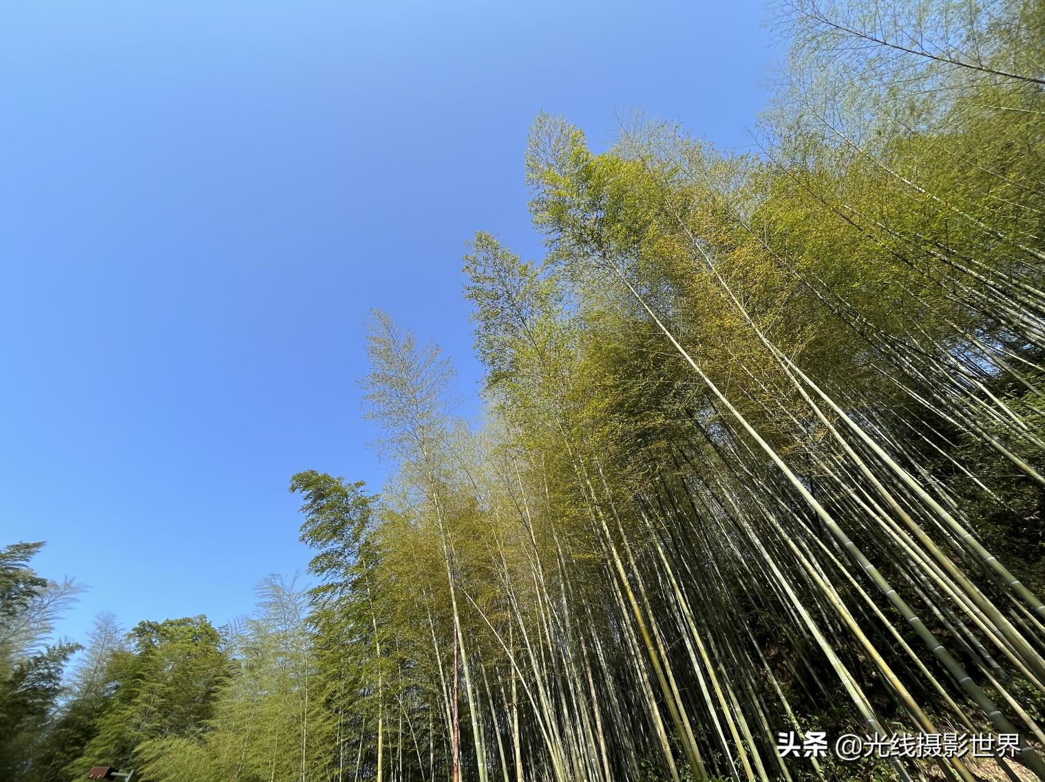 永川茶山竹海今年国庆免门票吗,2022国庆节永川茶山竹海攻略