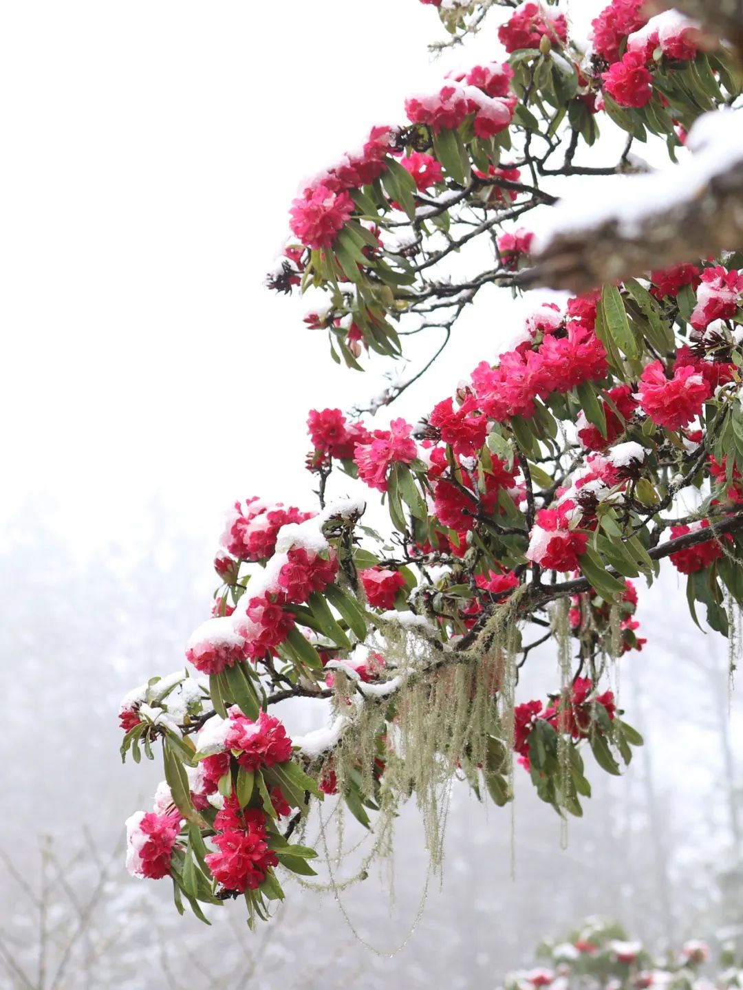 昆明七彩云南怎么样,七彩云南避暑家园
