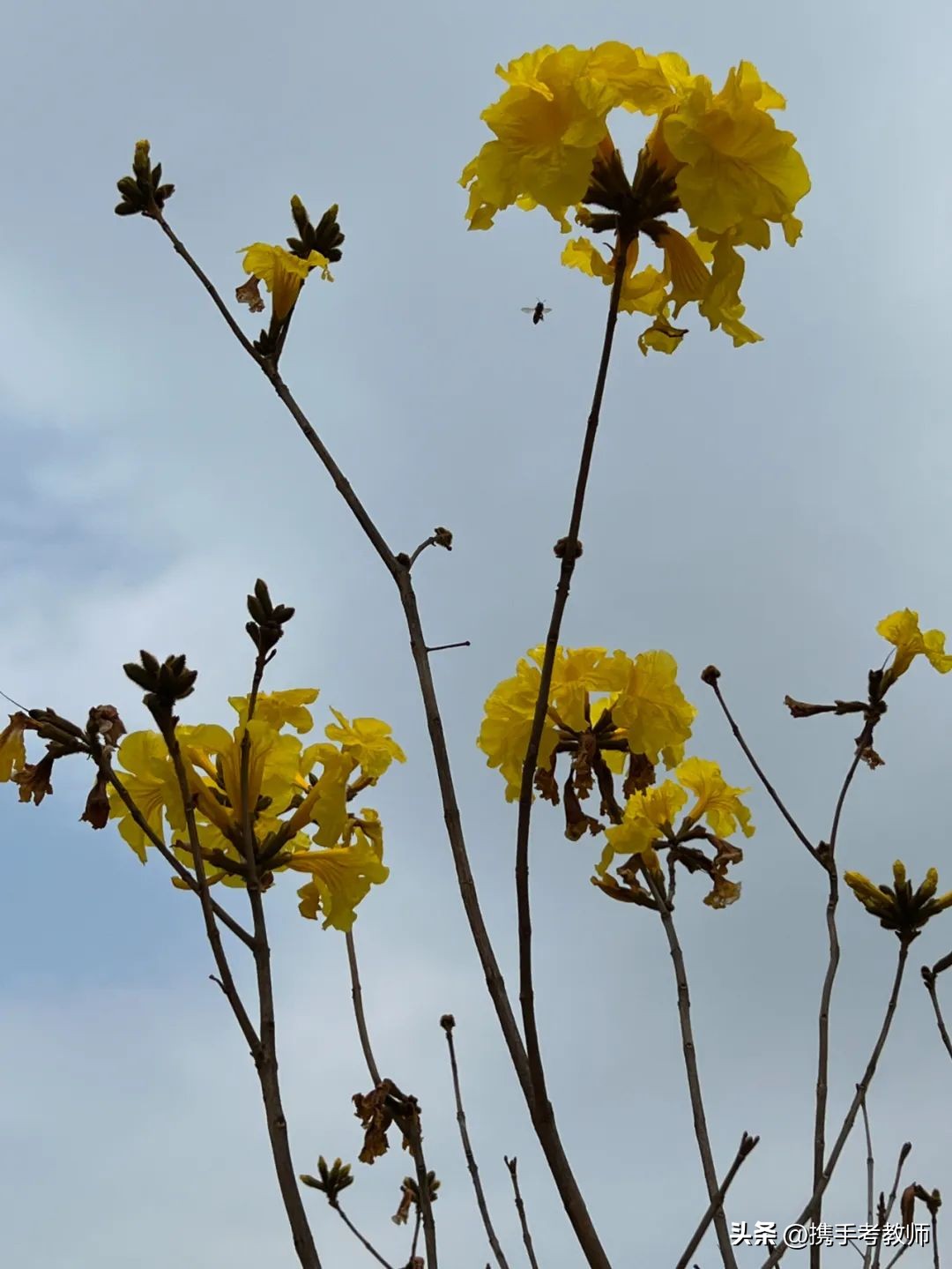 黄花风铃木品种介绍,黄花风铃木生长缓慢