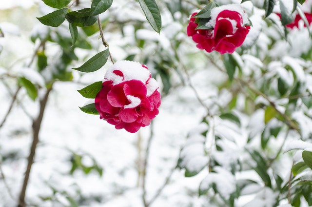 高雅有诗意的山茶花名字,山茶花之美的古诗词