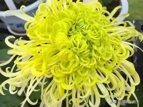 菊花优雅,优雅的野菊花