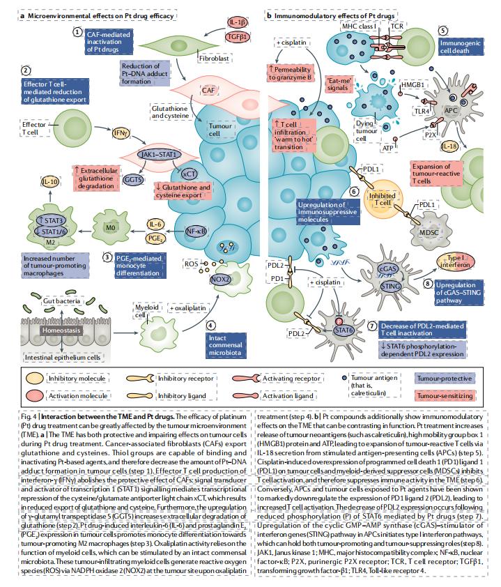 铂类药物交叉耐药综述,铂类抗肿瘤药主要有哪些