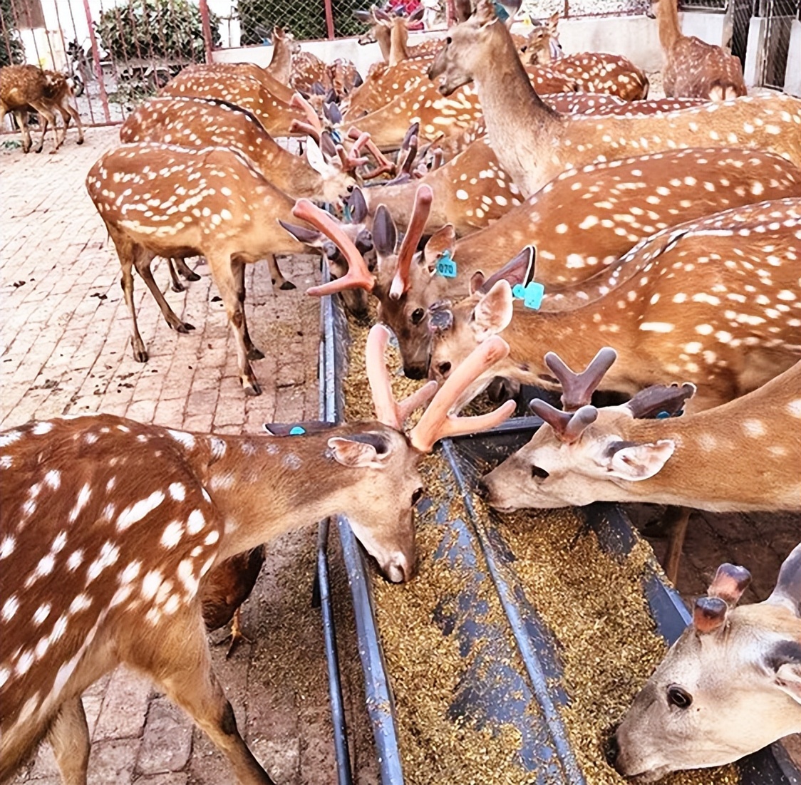 梅花鹿的养殖前景与风险,哪里能学到养殖梅花鹿的养殖技术