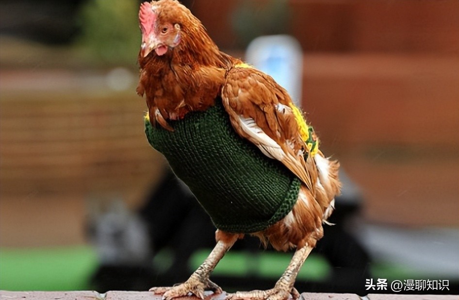 鸡沙门菌能引起鸡白痢吗,鸡白痢沙门氏菌病的研究进展