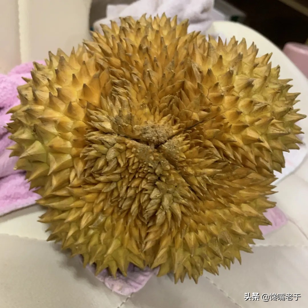 卖榴莲顺口溜大全,榴莲挑选顺口溜