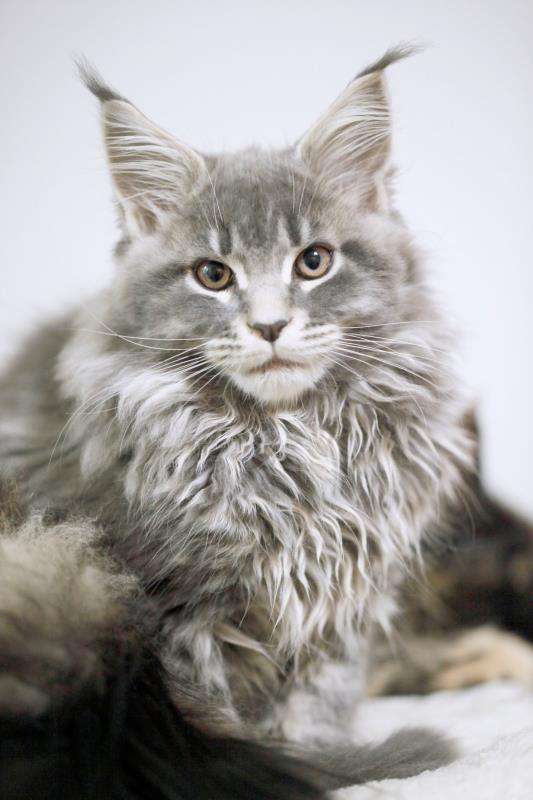 缅因猫好不好呀,缅因猫有不凶的吗