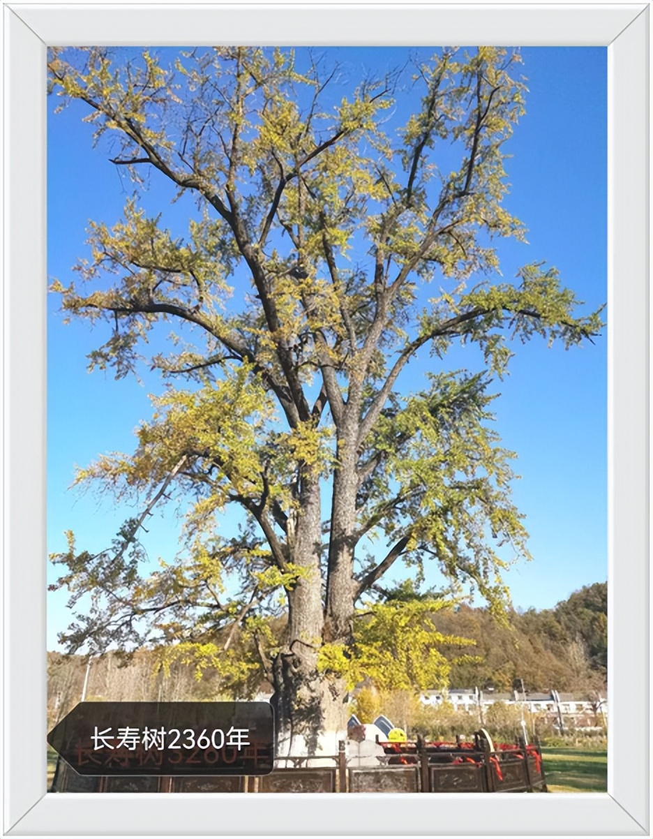 中国千年银杏谷住宿,中国千年银杏谷