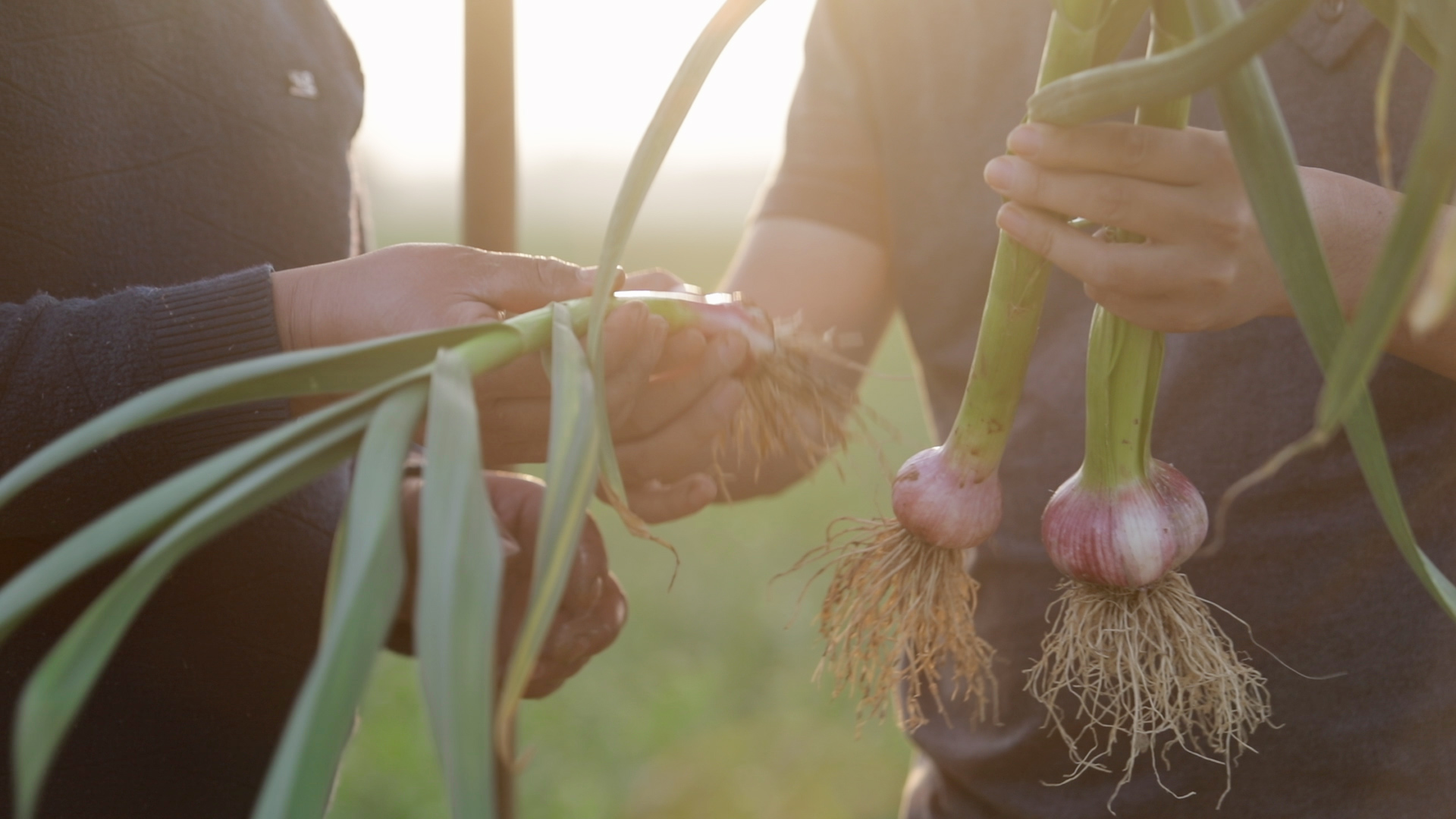 大蒜长势不好怎么回事,大蒜长不好要怎么办