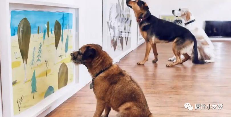 非常好吃的皮皮虾你们吃过吗,超大的皮皮虾带给大家认识一下