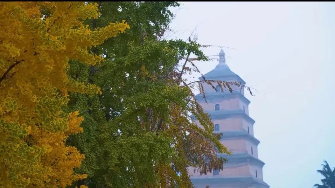 四时如歌|碧水惊秋，黄云凝暮，佳节又重阳