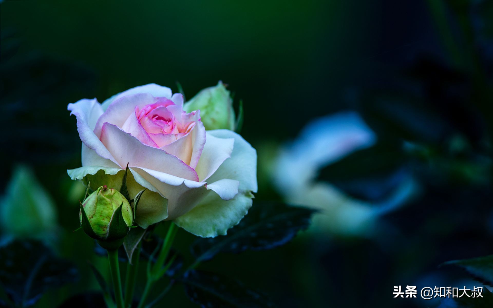 男人对你冷淡了你该怎么做,男人冷落了自己要去讨好他吗