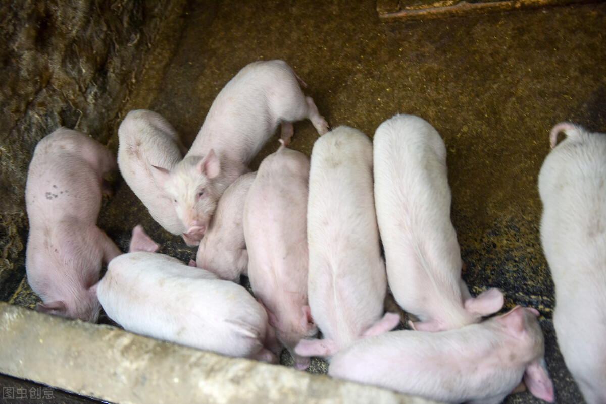 卖仔猪，出标猪，压大肥，2022年四季度哪种养猪模式更赚钱？