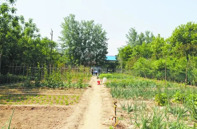 南京租地种菜农场,城市农夫屋顶蔬菜果园