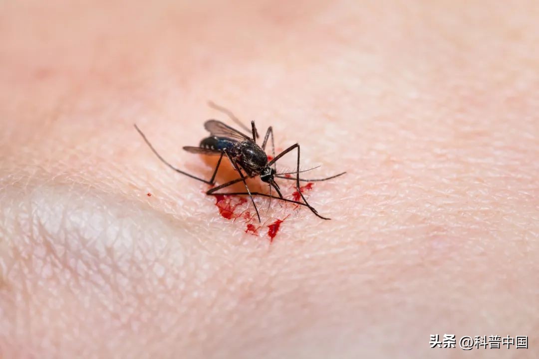 可以把蚊子催眠的歌,催眠蚊子纯音乐