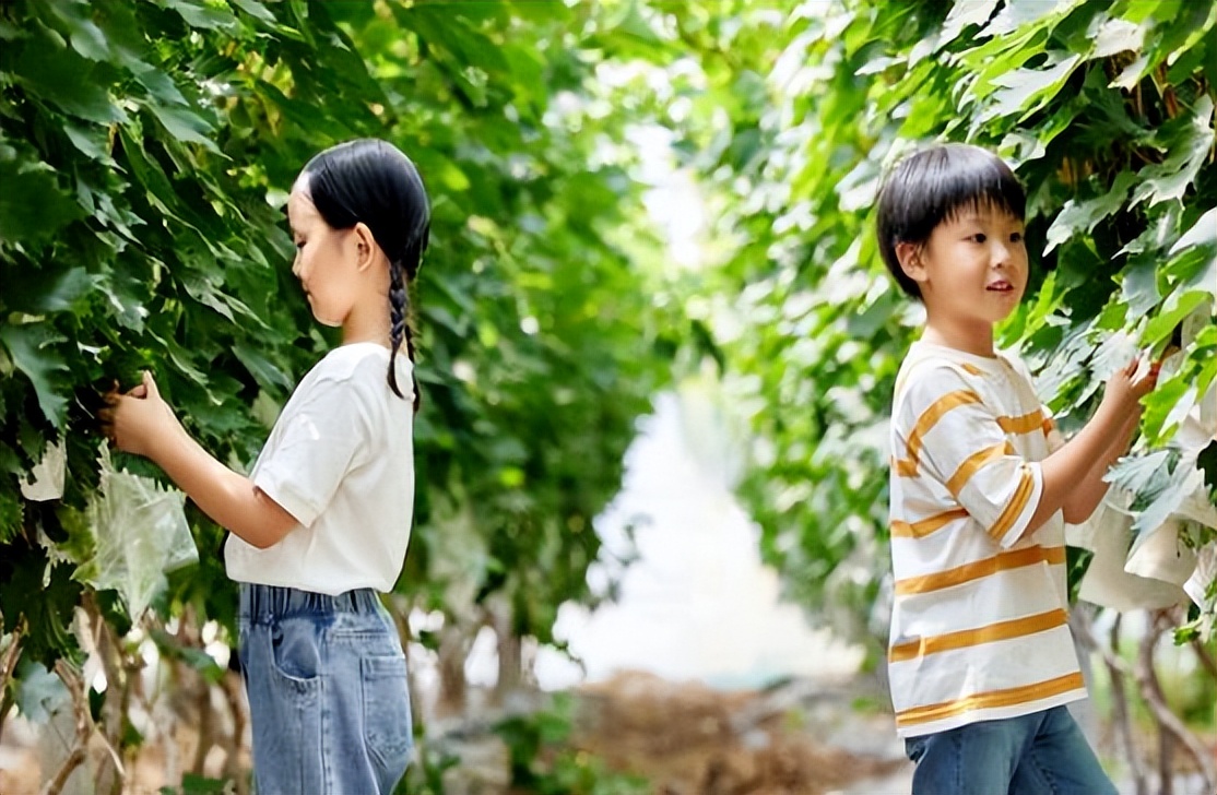 “云”养樱桃！第八届冰雪温泉欢乐季开启“冰雪＋樱桃”模式