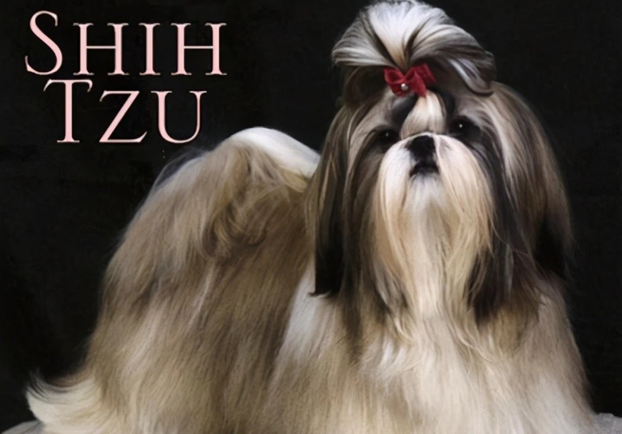 人类禁止*亲近**繁殖，为何要让狗“回交”？甚至品种越纯越好？