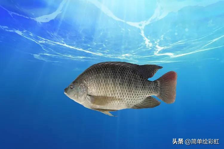 罗非鱼到底有多可怕,罗非鱼究竟有多可怕