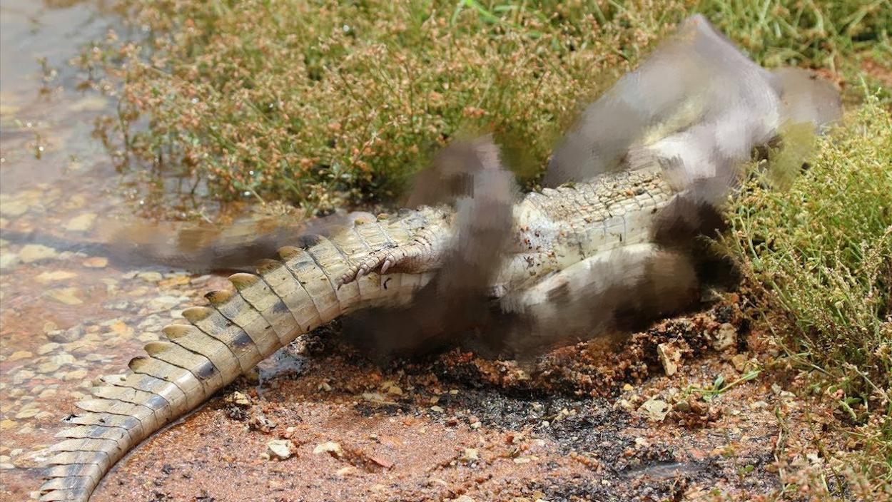 美国佛州最大缅甸蟒,美国蟒蛇泛滥原因