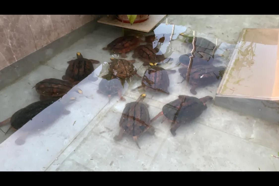 三线闭壳金钱龟养殖方法,三线闭壳金钱龟陆养