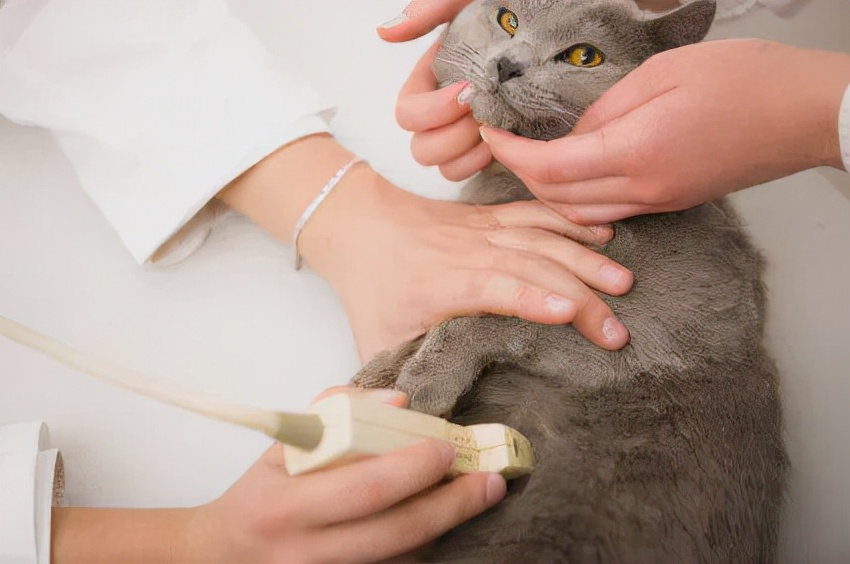 母猫分娩及仔猫的基本护理,母猫分娩后注意事项