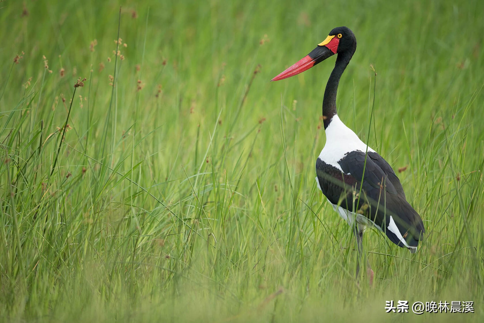 绿色季节：非洲野生动物的光荣照片