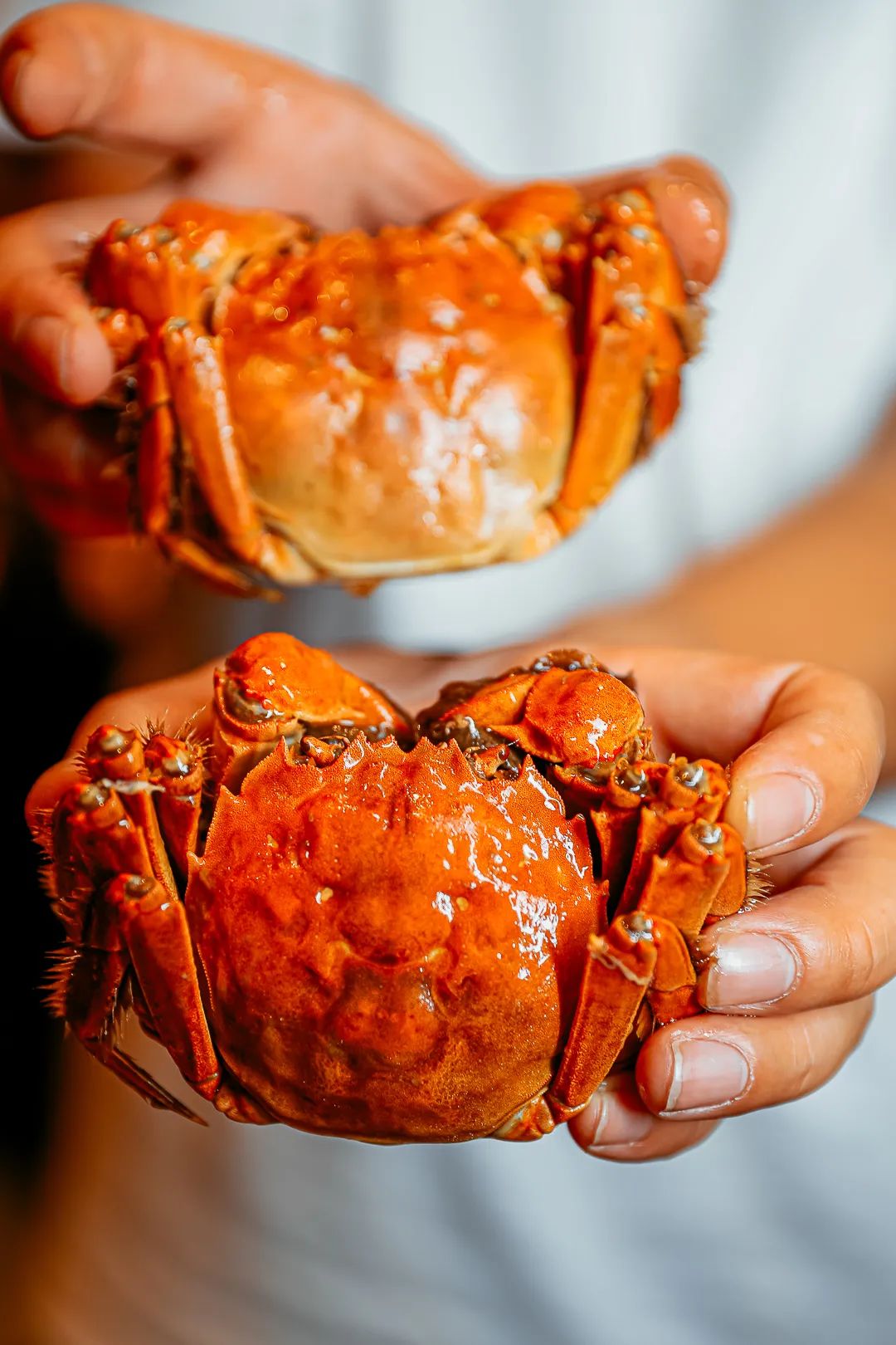 相约金秋“蟹”逅高淳|固城湖的“横行介士”来啦！