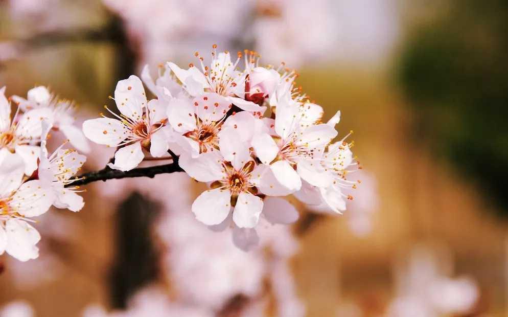 被蜂蜇伤怎么办,蜂蜇伤如何治疗