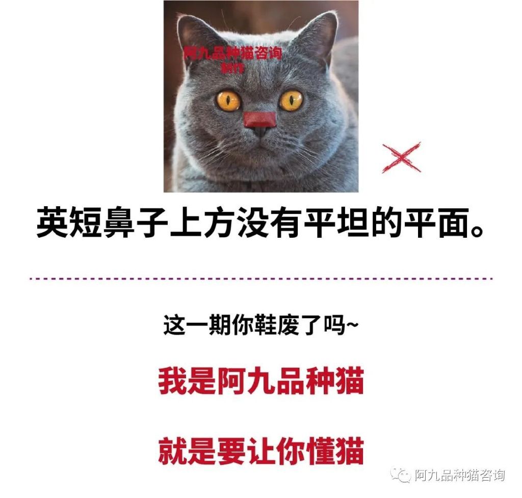 蓝白英短鼻子有点蓝色,英短蓝白的鼻子怎么有黑有粉