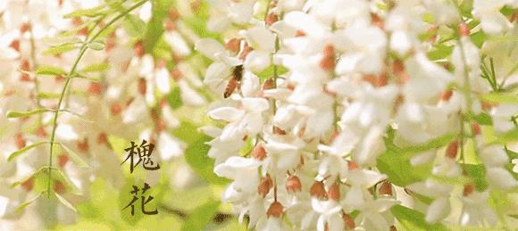 忆老家那棵洋槐树洋槐花盛开阵阵扑鼻香