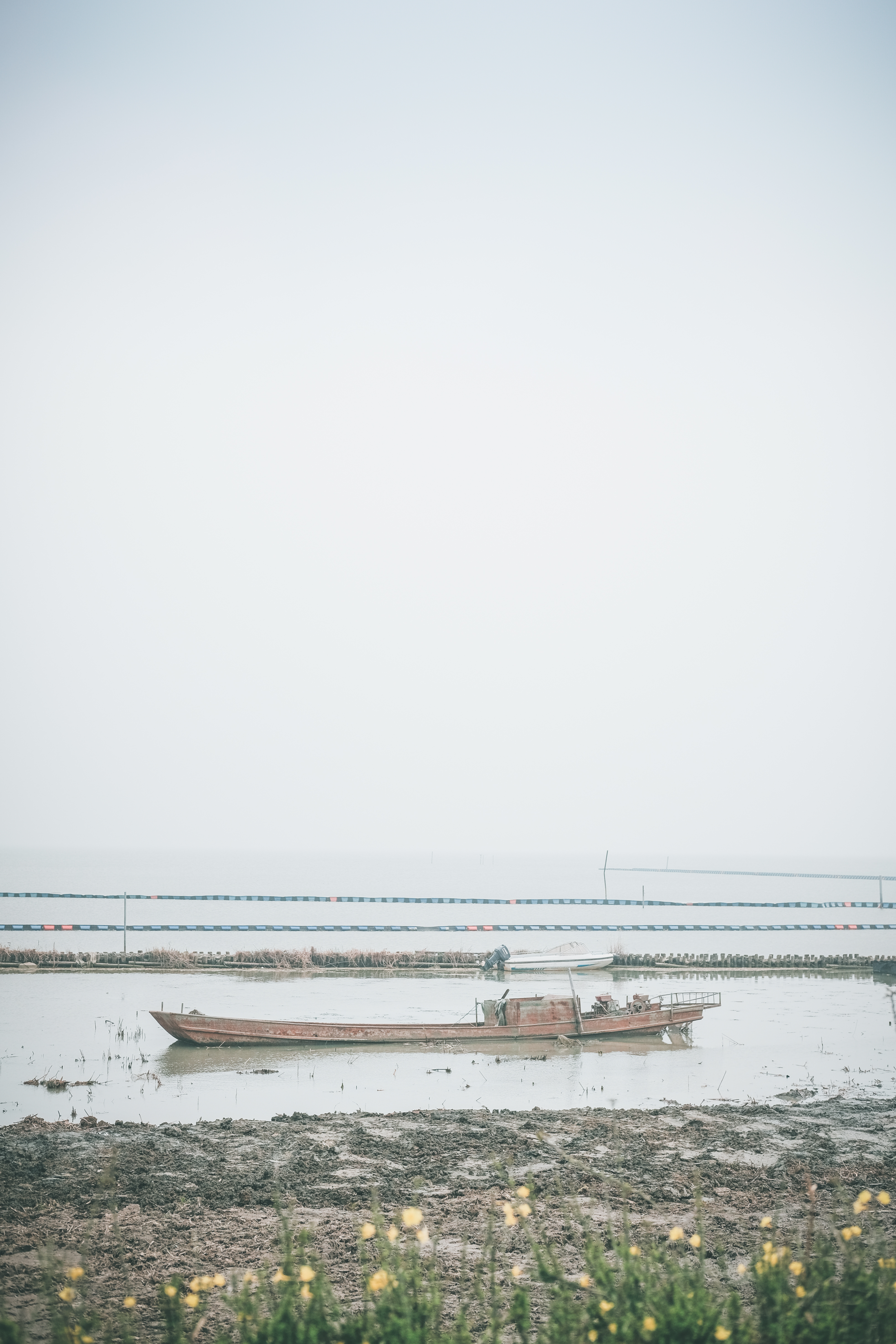 无锡踏青挖野菜好去处,无锡哪里可以挖得到野生的荠菜