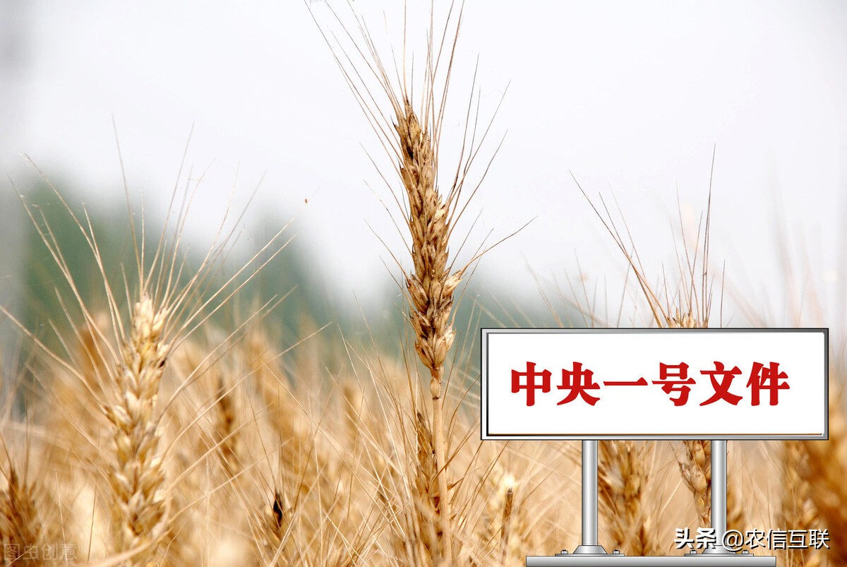 粮食补贴最新文件,一号文件和农业补贴有关系吗