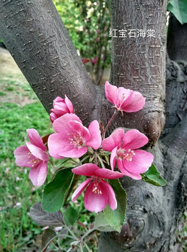 100种花草图片欣赏,50种花草图片大全