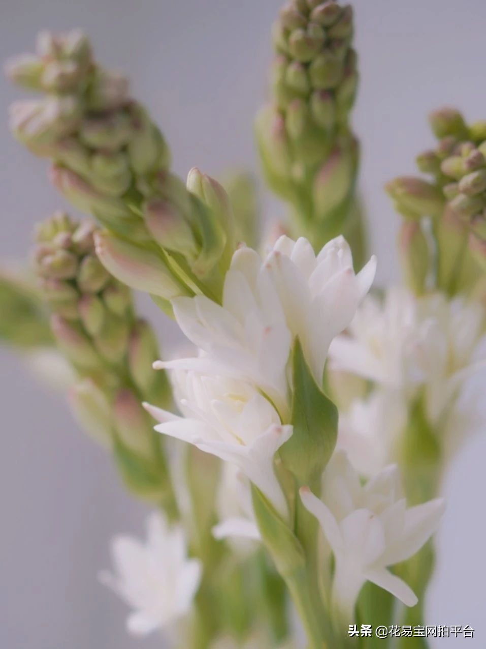 含花拍照中毒,夹竹桃的花中毒会怎样