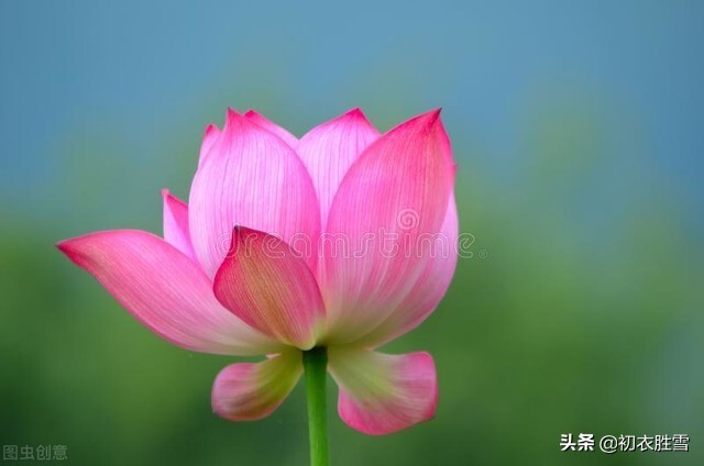 关于一首荷花的古诗,描写一朵荷花的古诗