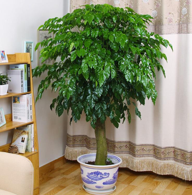 客厅养植物有什么讲究,客厅养树有什么讲究