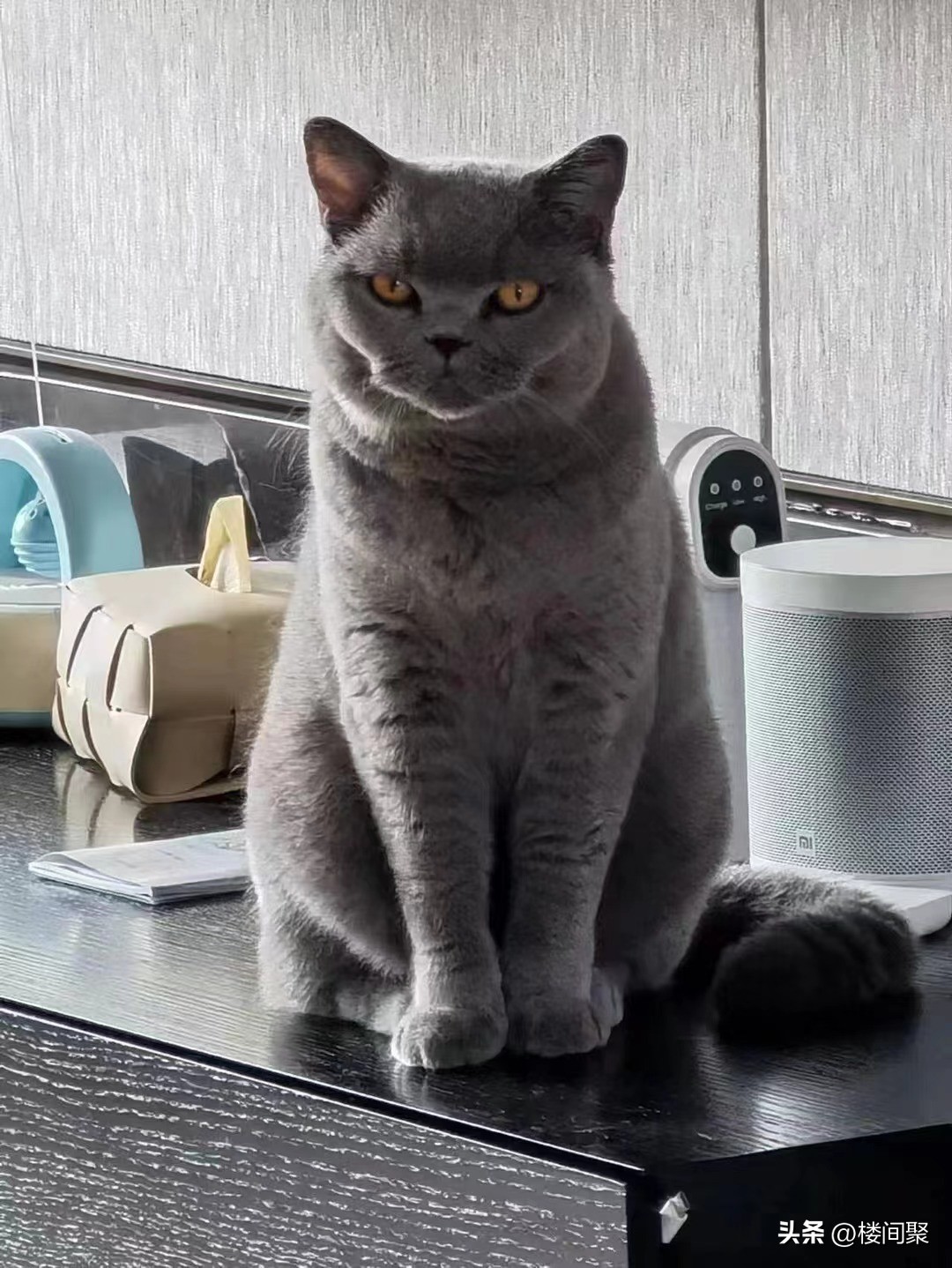 宠物猫养一只多少钱啊,养一只便宜的宠物猫一个月