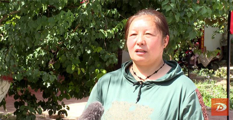 敦煌特产敦煌李广杏成熟上市,敦煌李广杏和其它李广杏的区别